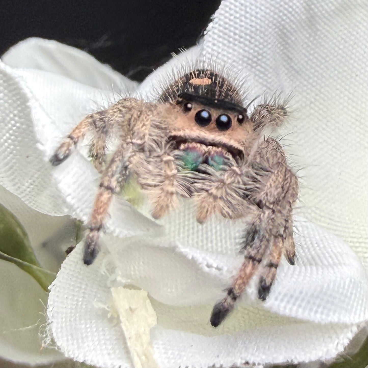 Arabella