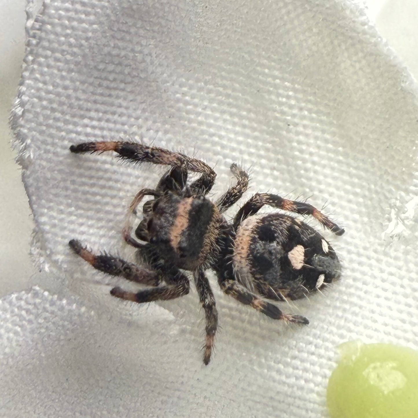 Cici