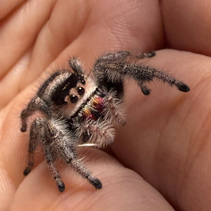 Praline