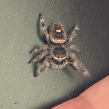 Patootie