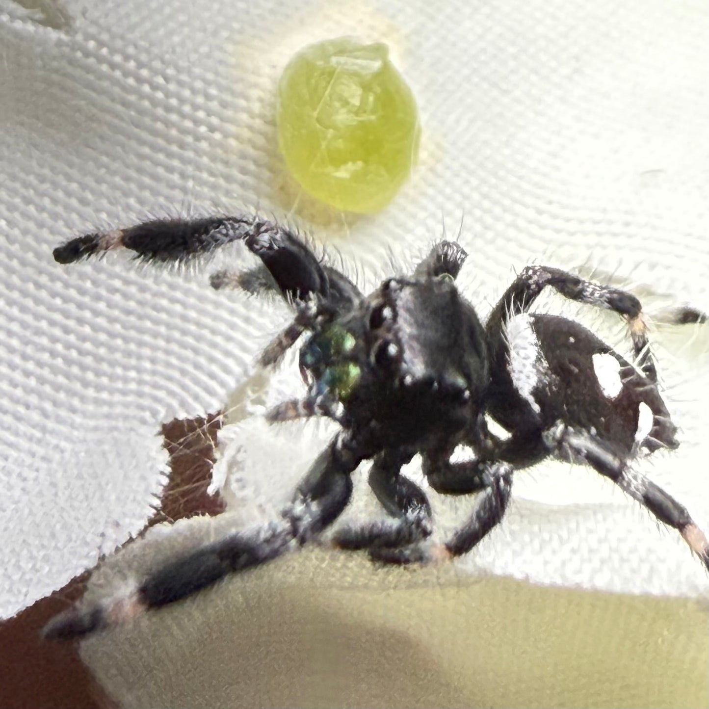 Egg