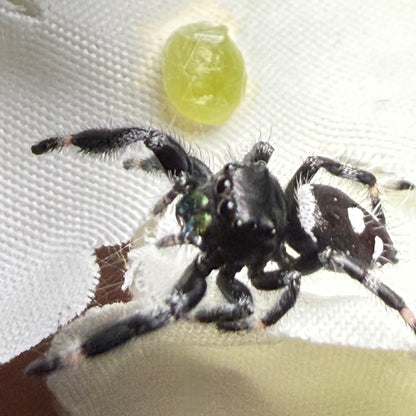 Egg
