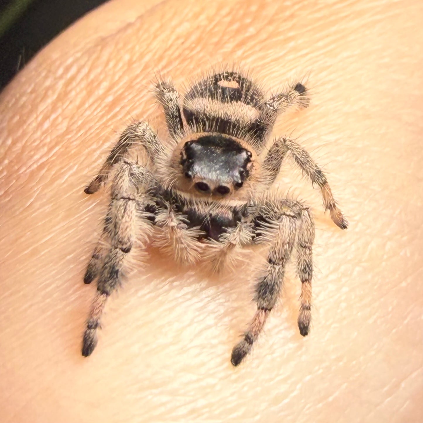 Arabella