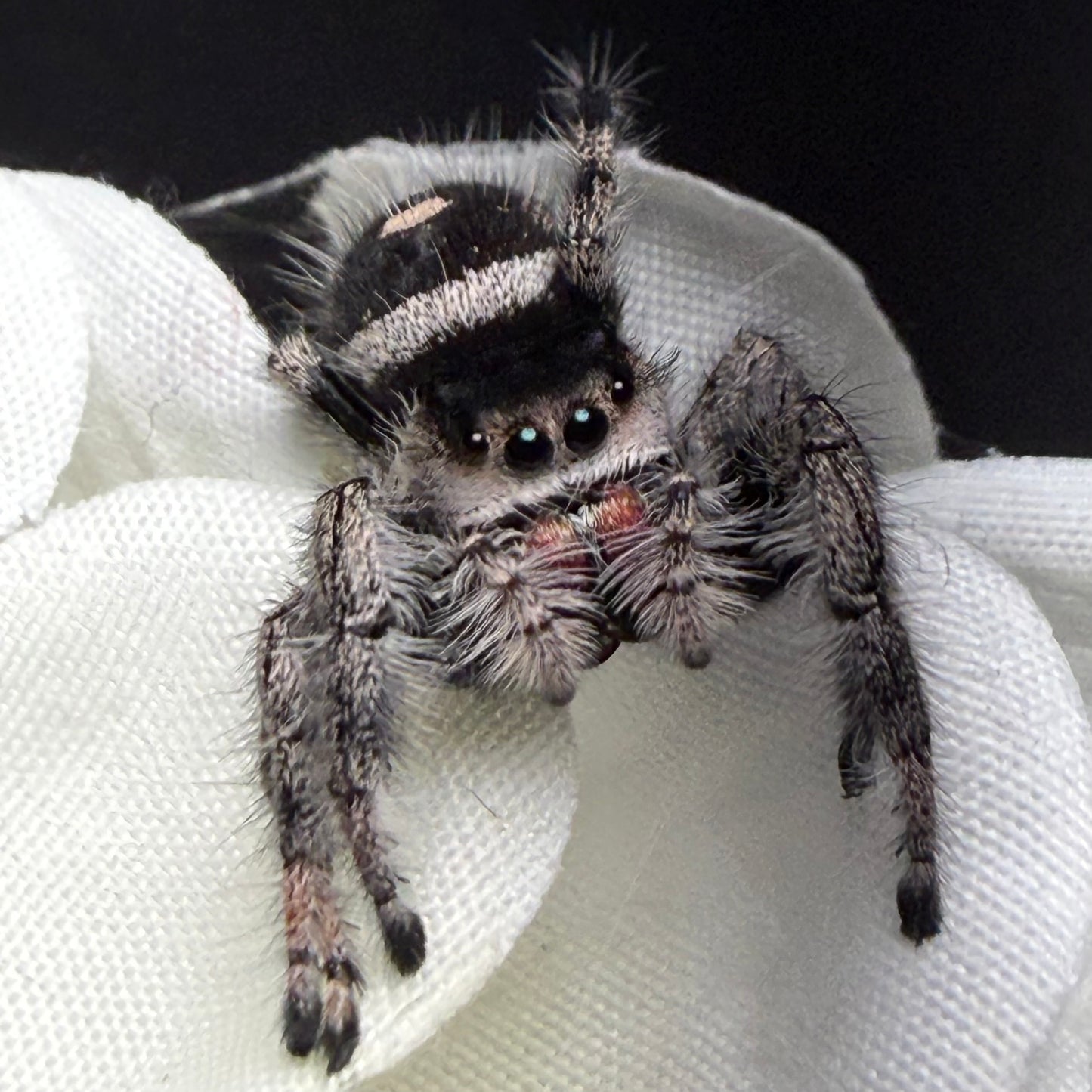 Scorpia