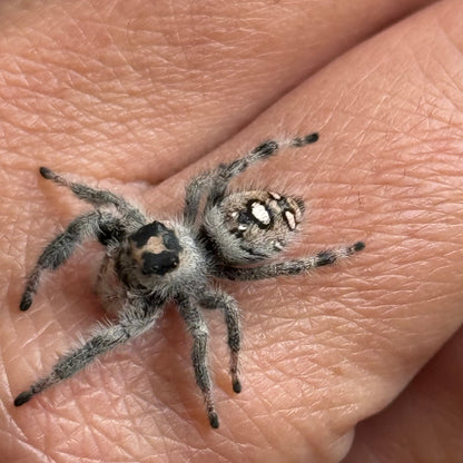 Daisy Mae
