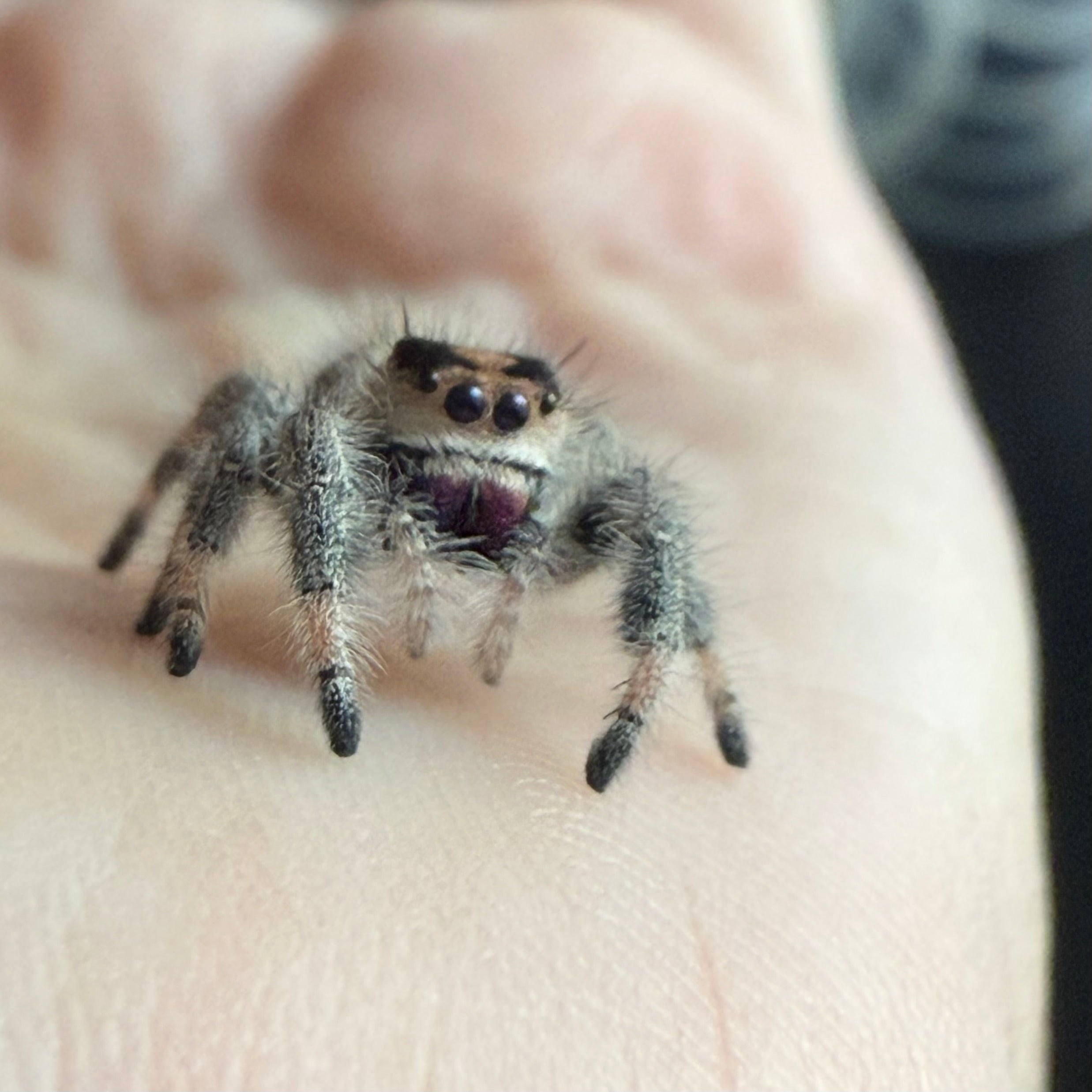 Spider Pick Female Regal Jumping Spider (Breeder’s pick) – Adara Arachnids