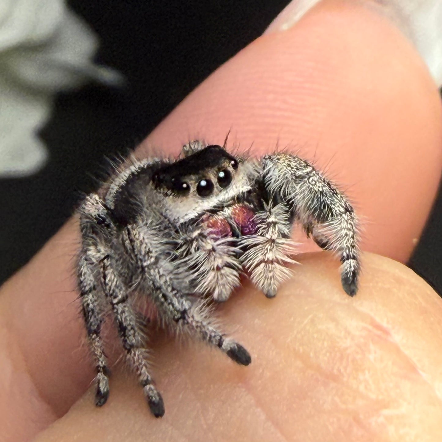 Scorpia