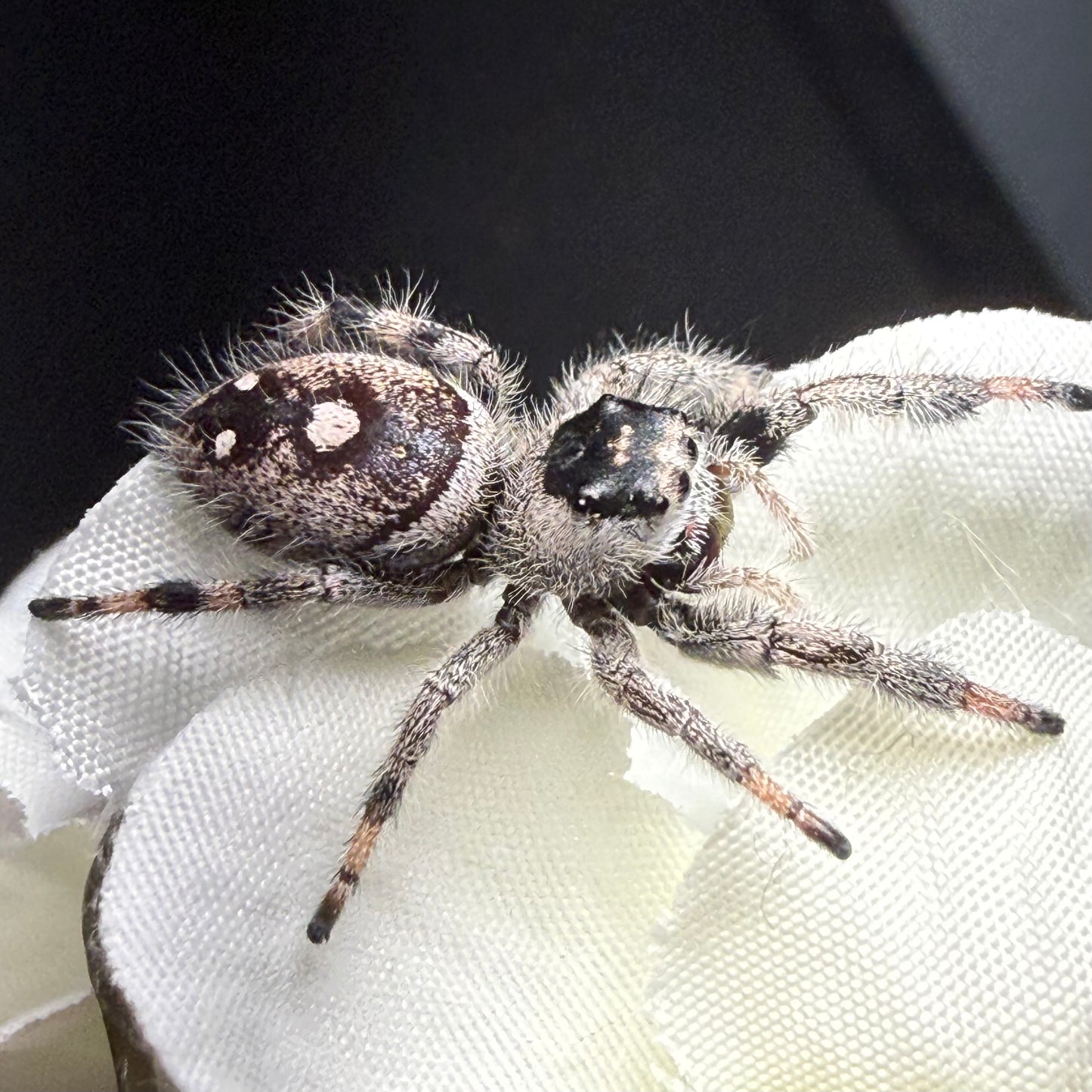 Quest