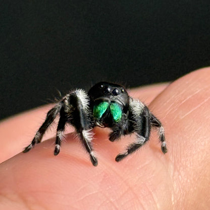 One Palp Pete