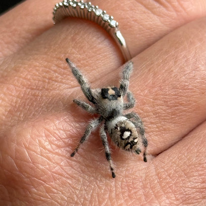 Daisy Mae