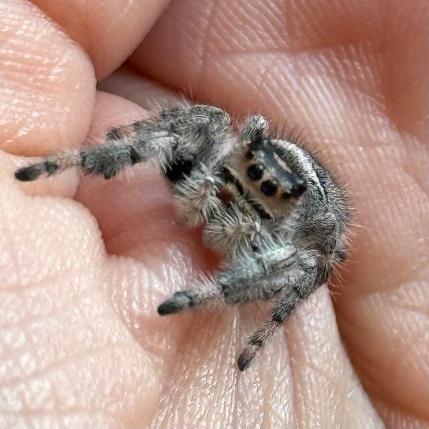 Gwen