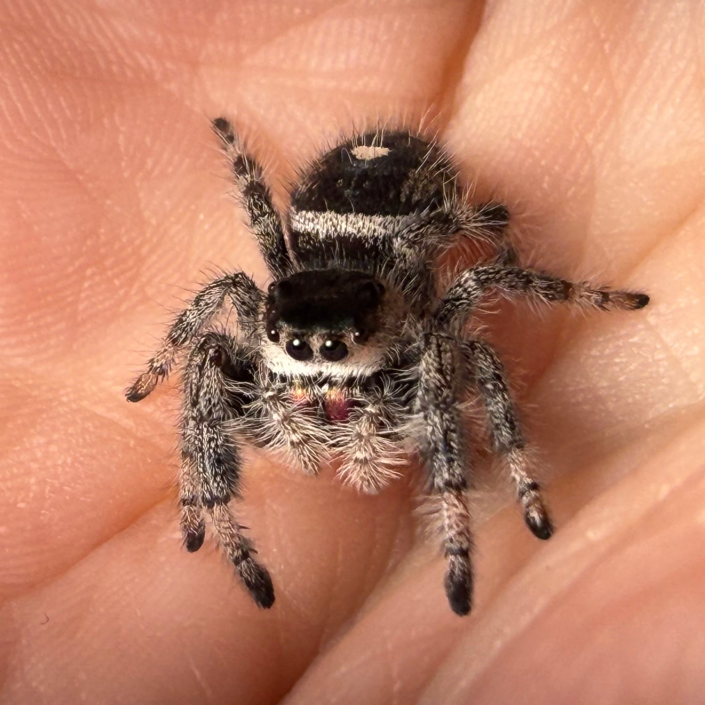 Malena