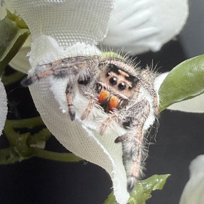 Tawny