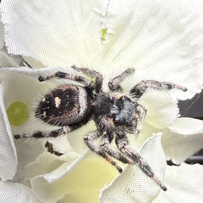 Oona