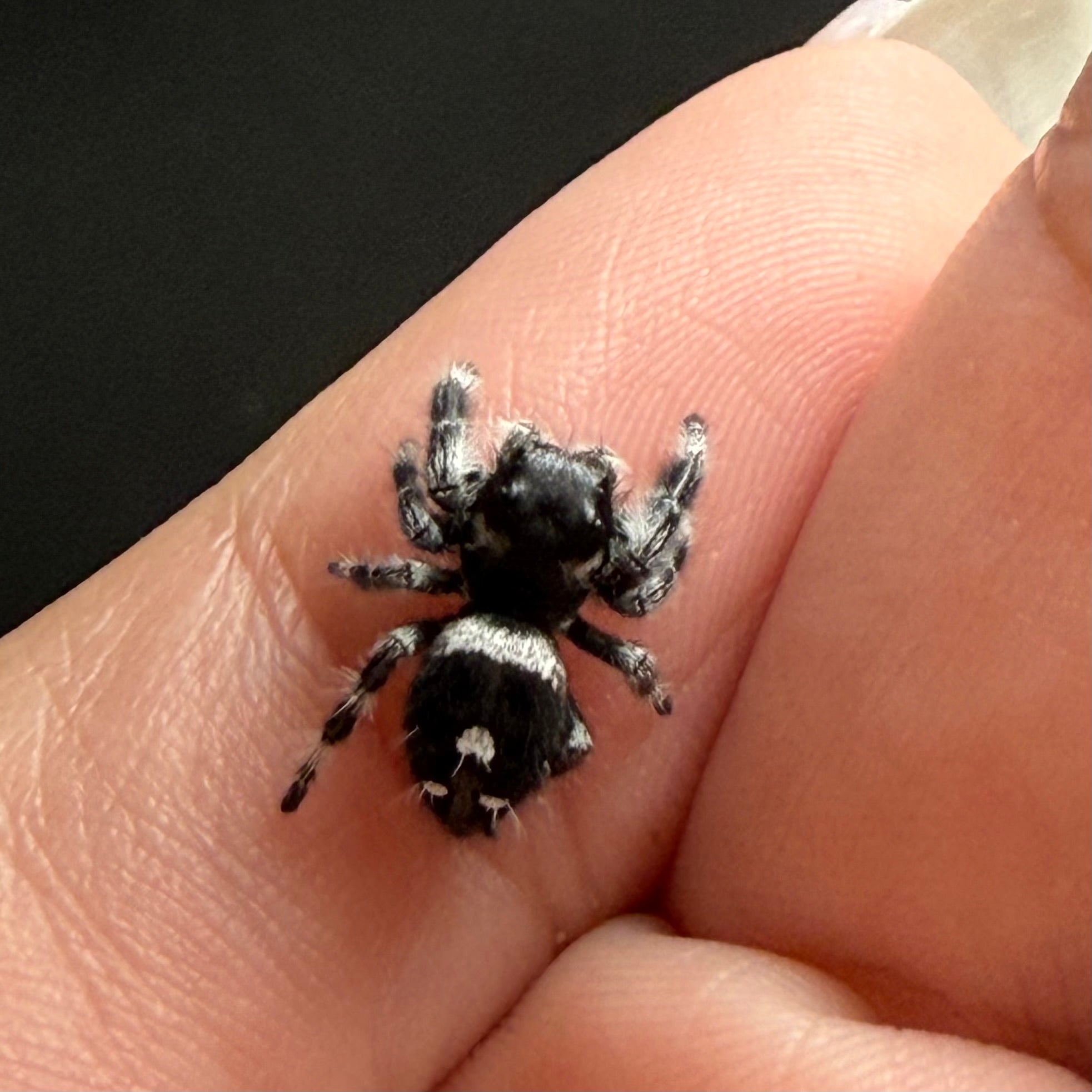 Jumping Spider For Sale Adara Arachnids Jumping Spider For Sale Adara Arachnids