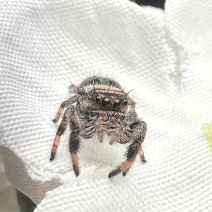 Cici