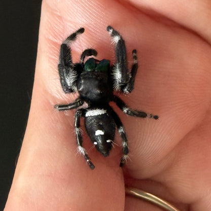 One Palp Pete