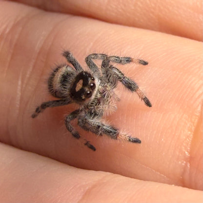 Pipsy
