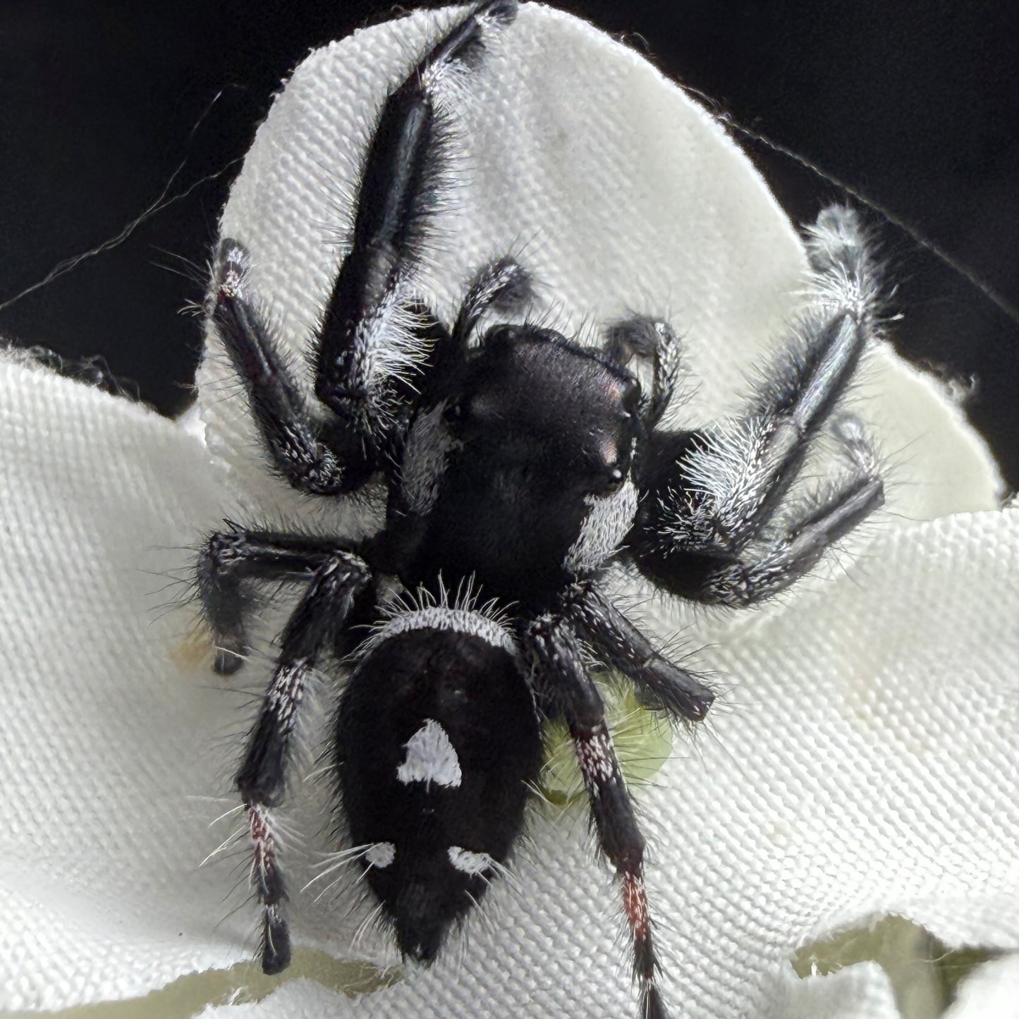 Banded Male Regal Jumping Spider (Breeder’s pick)