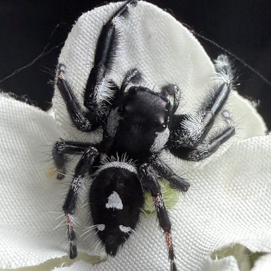 Banded Male Regal Jumping Spider (Breeder’s pick)