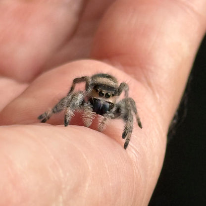 Patootie