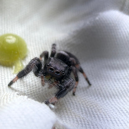 Bobby