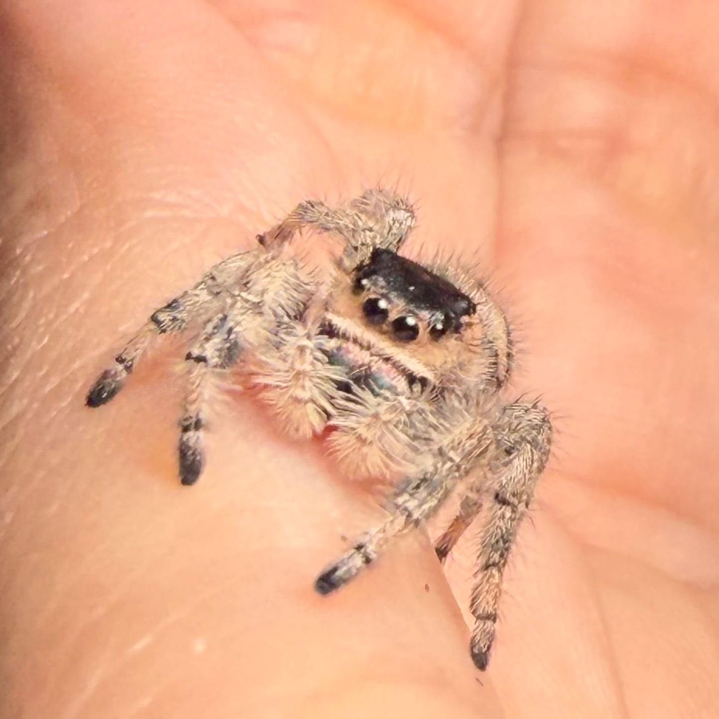 Arabella