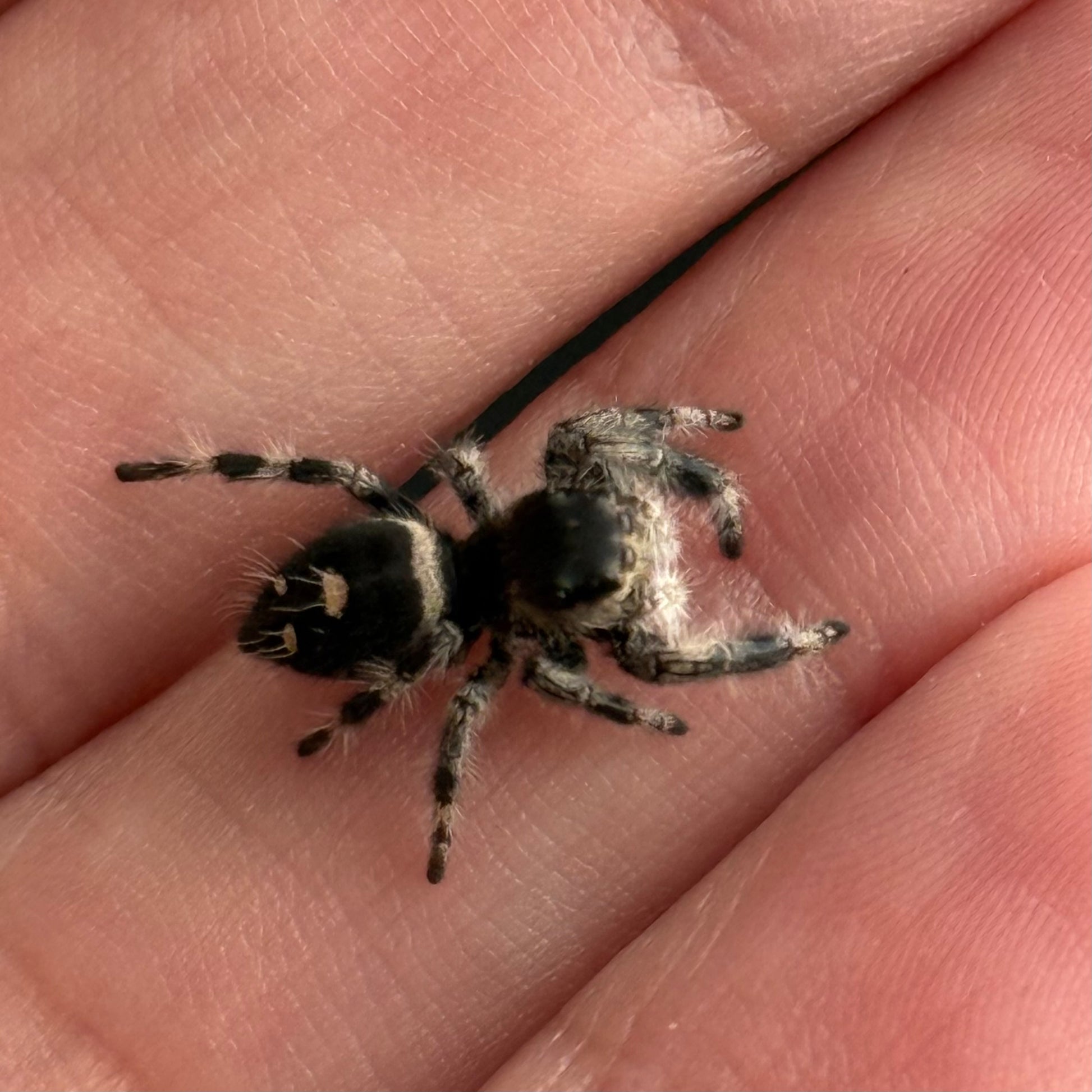 Male Jumping Spider on a hand