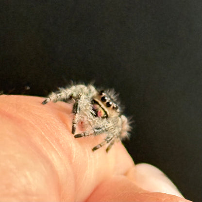 Jumping spider on a hand