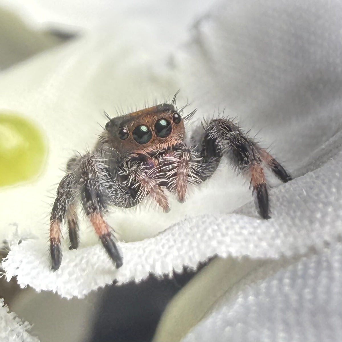 Mirabel