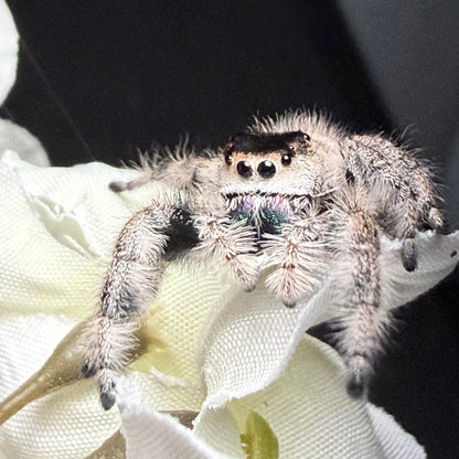 Topaz