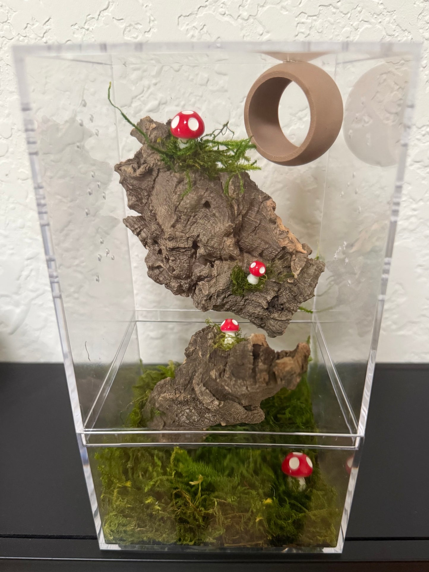 Spider Enclosure with Bark and Mushrooms