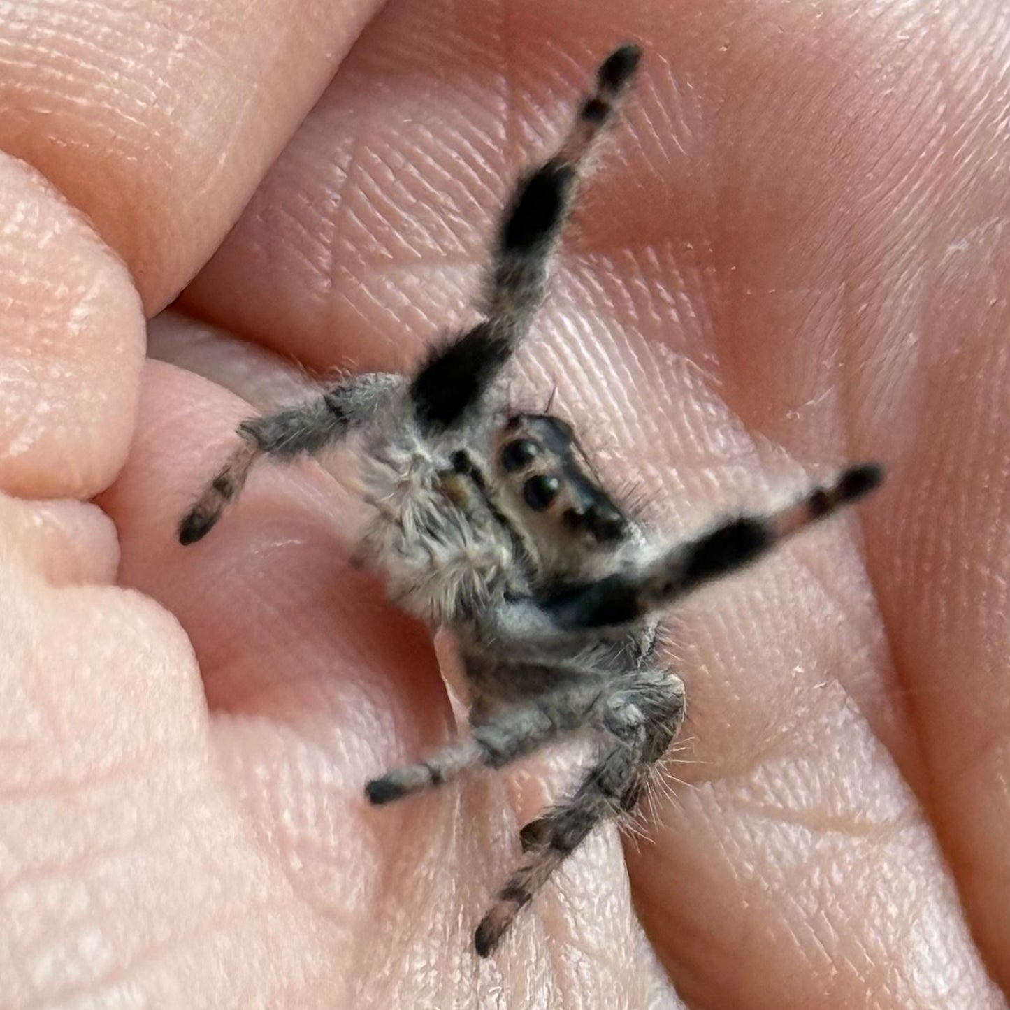 Gwen