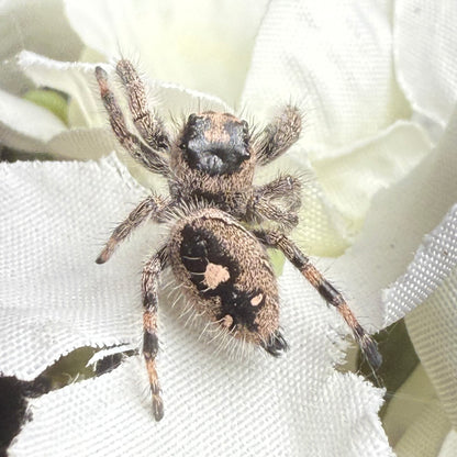 Tawny