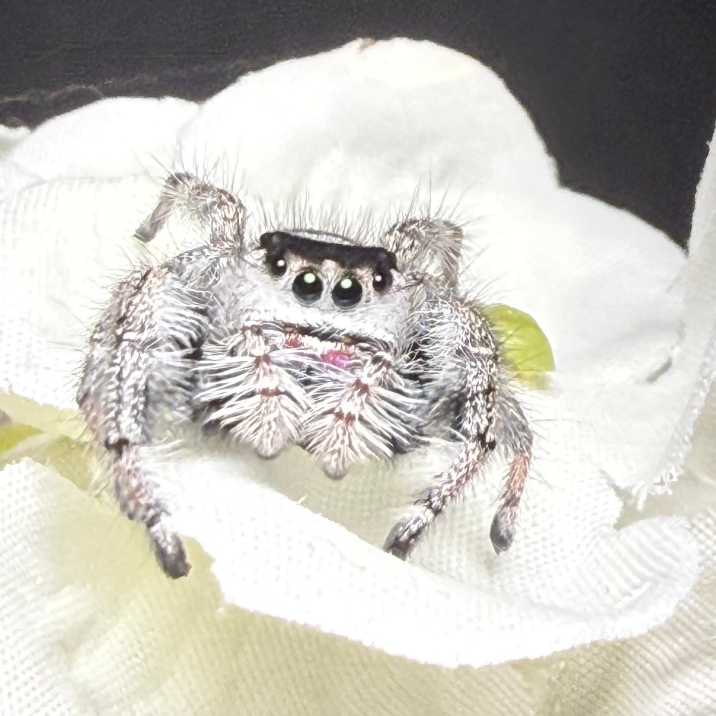 Nellie