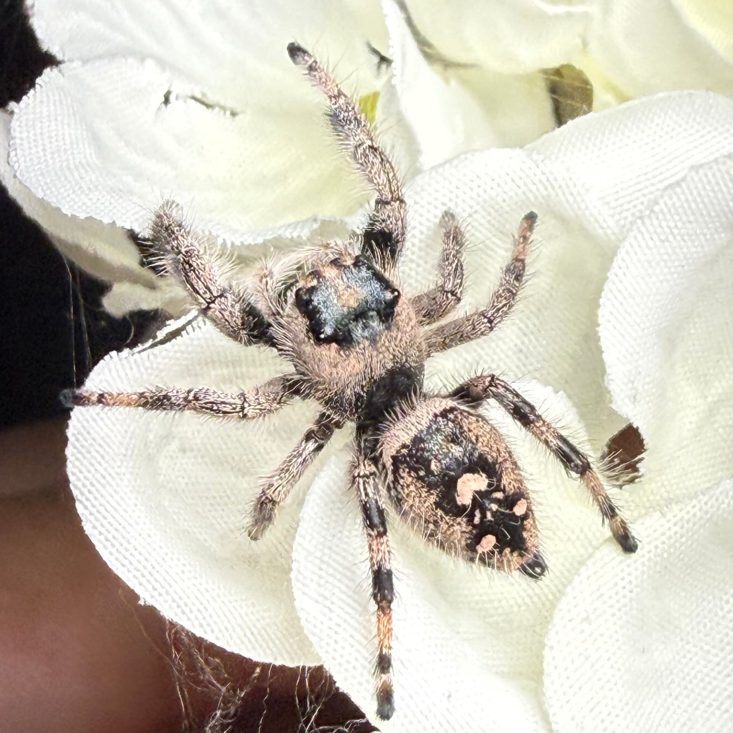 Posie