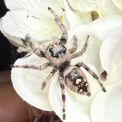 Posie