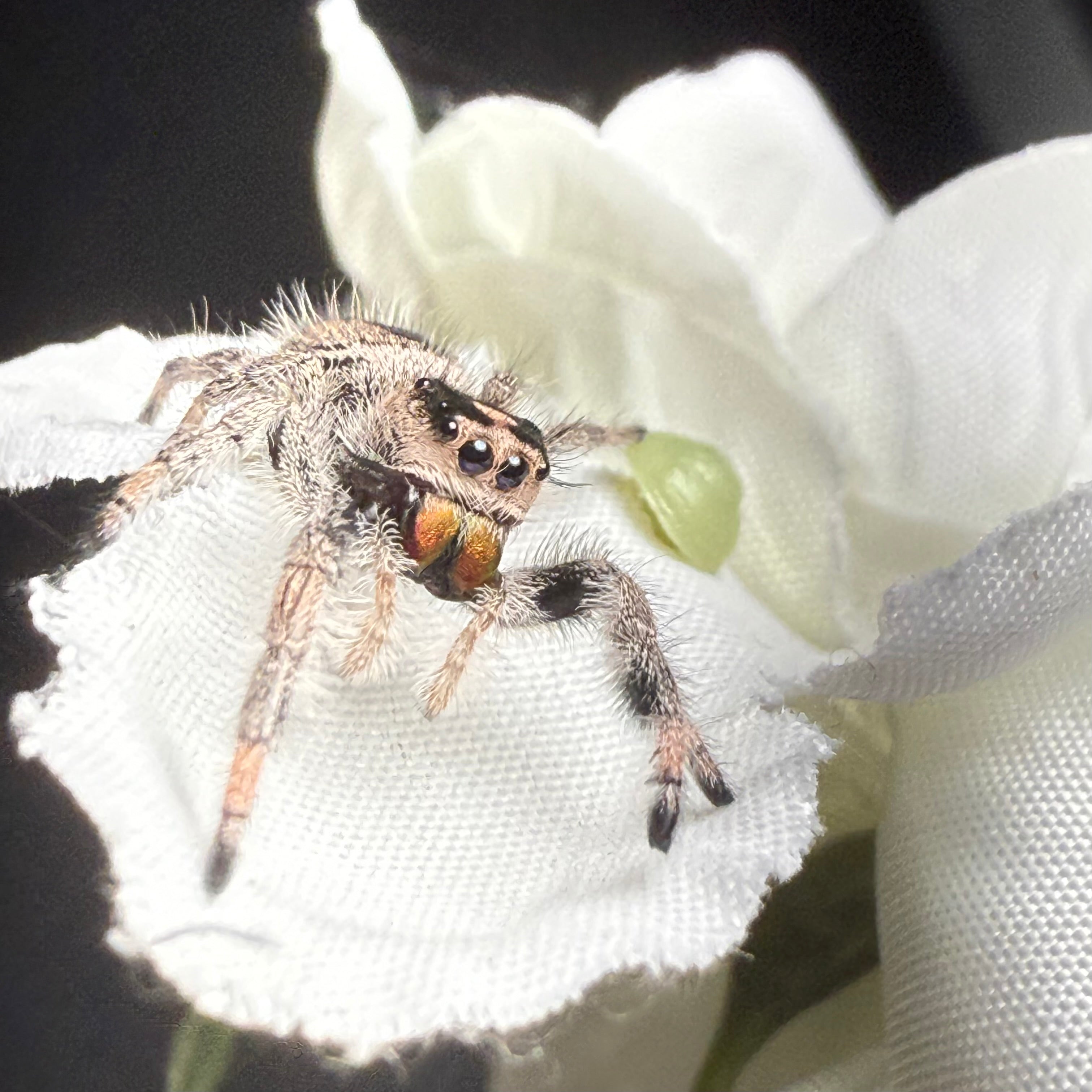 Jumping Spider For Sale Adara Arachnids