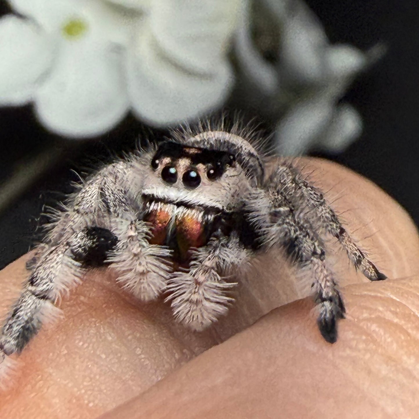 Posie