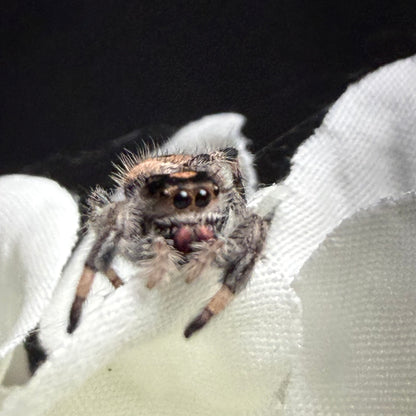 Cheerio