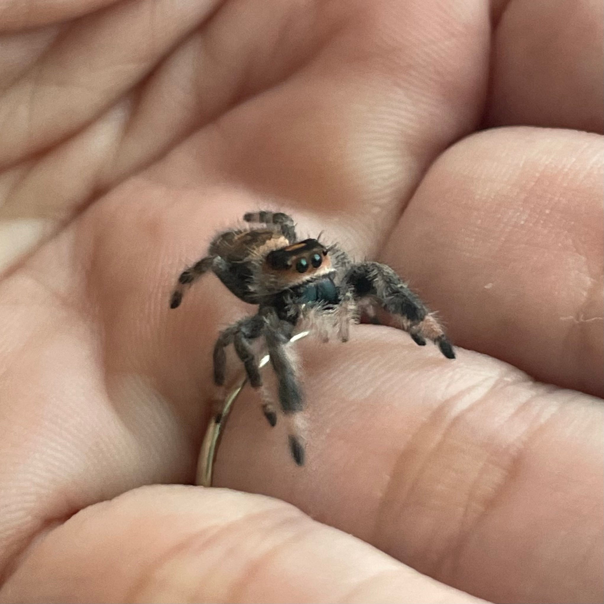 Jumping Spider Collection Captive Bred Jumping Spiders and More at AdaraArachnids.com – Adara ...