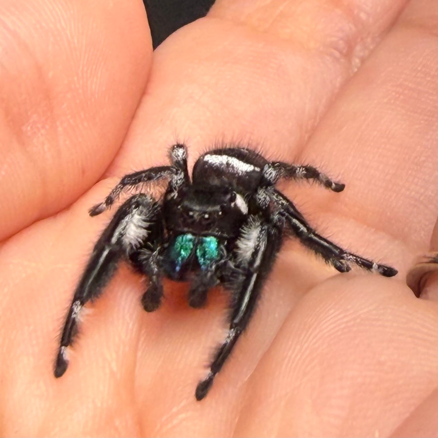 Milo