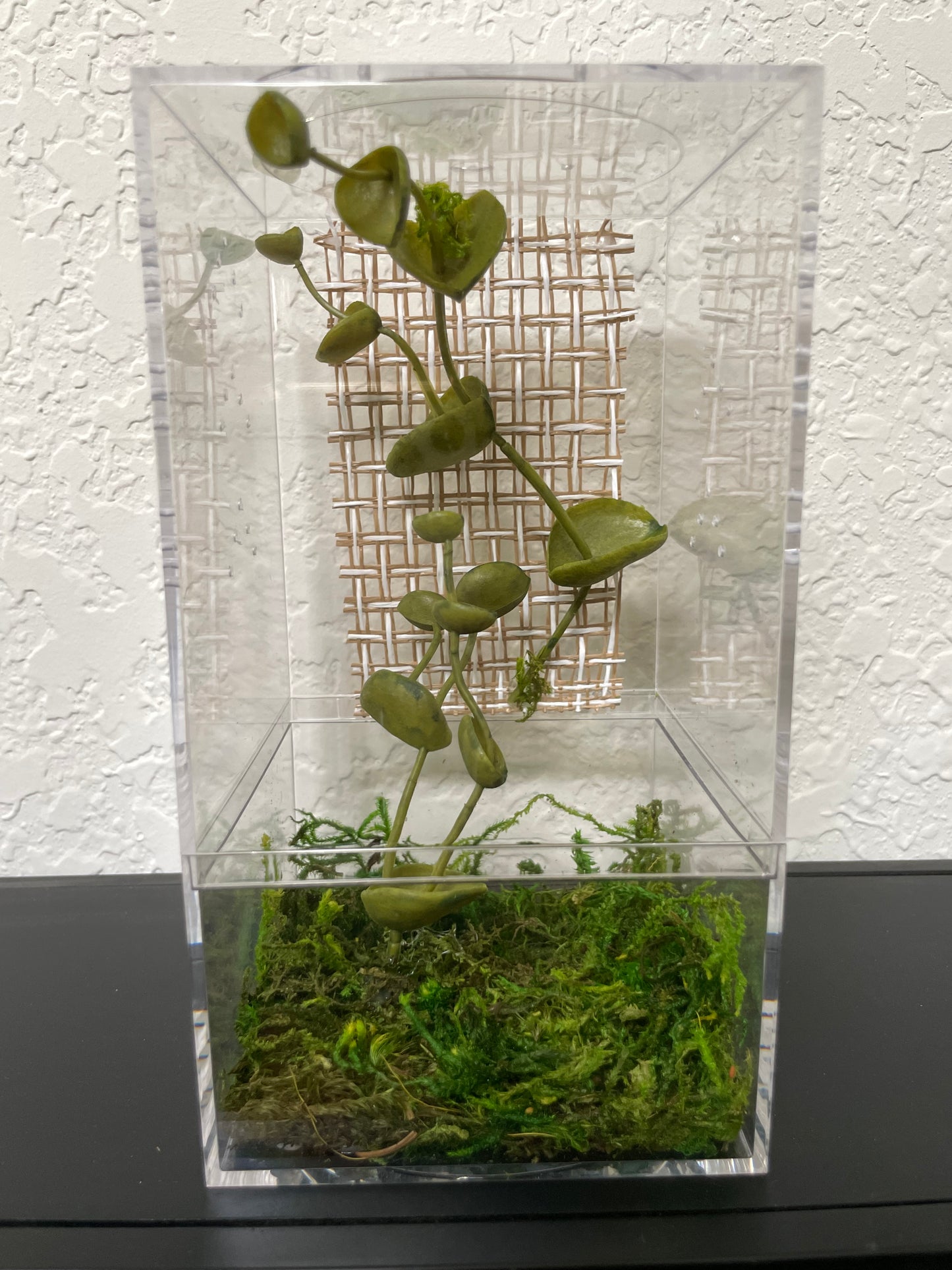 Spider Enclosure with Plastic Green Plant