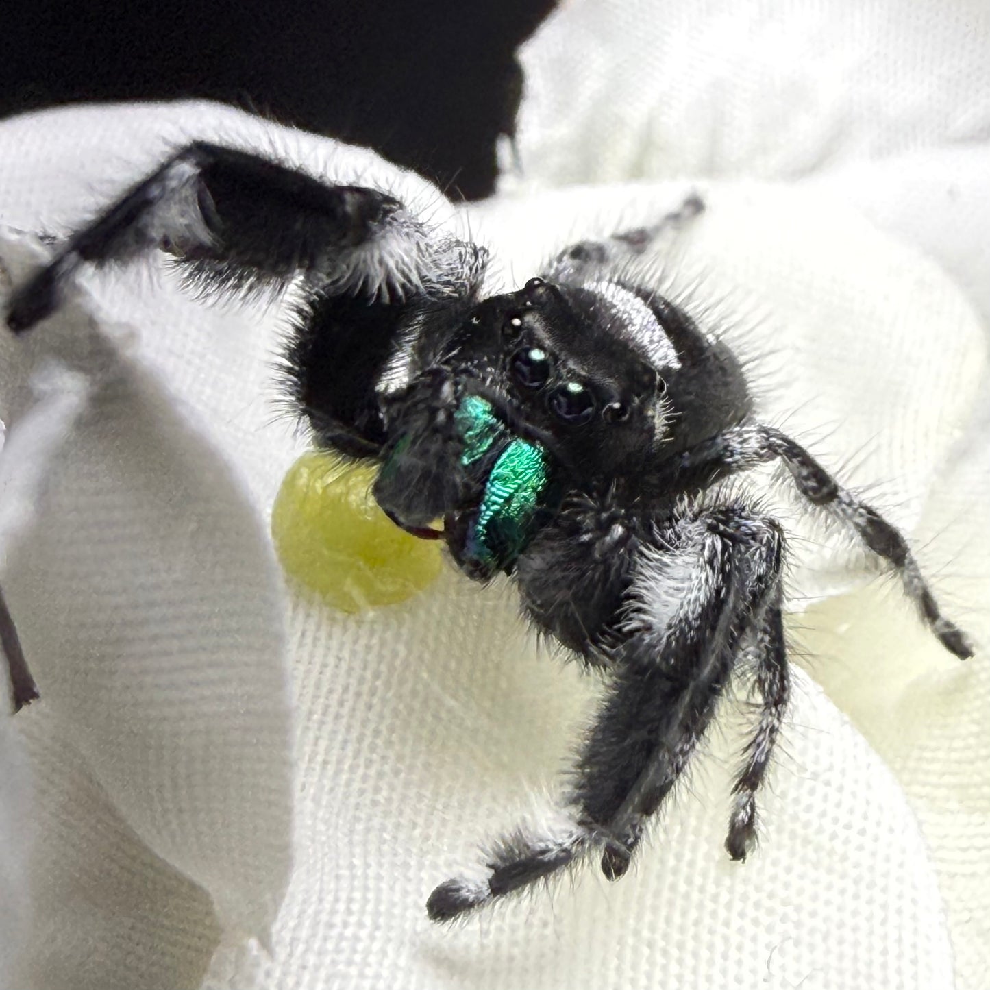 Puck