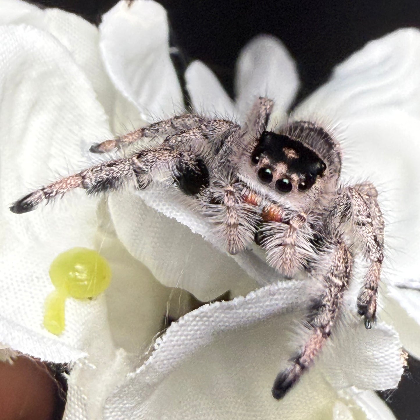 Posie