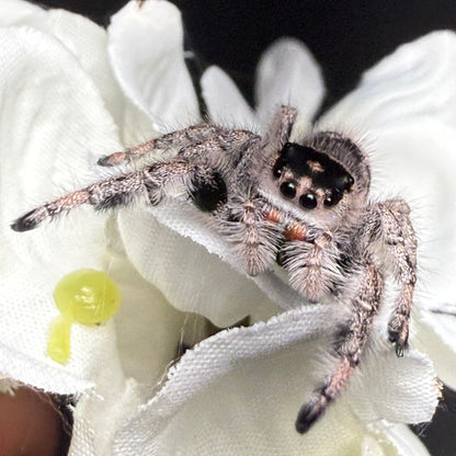 Posie