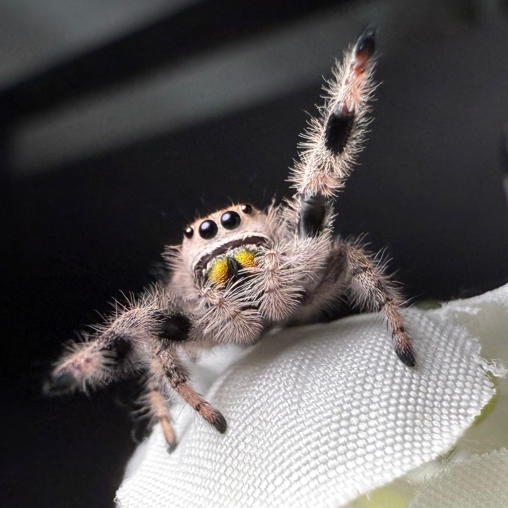 Fauna – Adara Arachnids