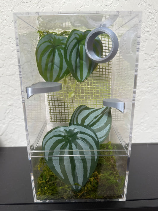 Spider Enclosure with Greens