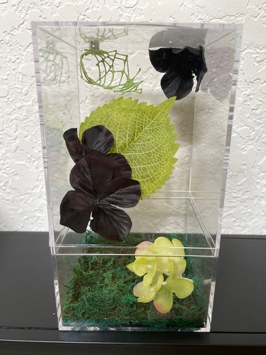 Spider Enclosure with Black Hydrangeas