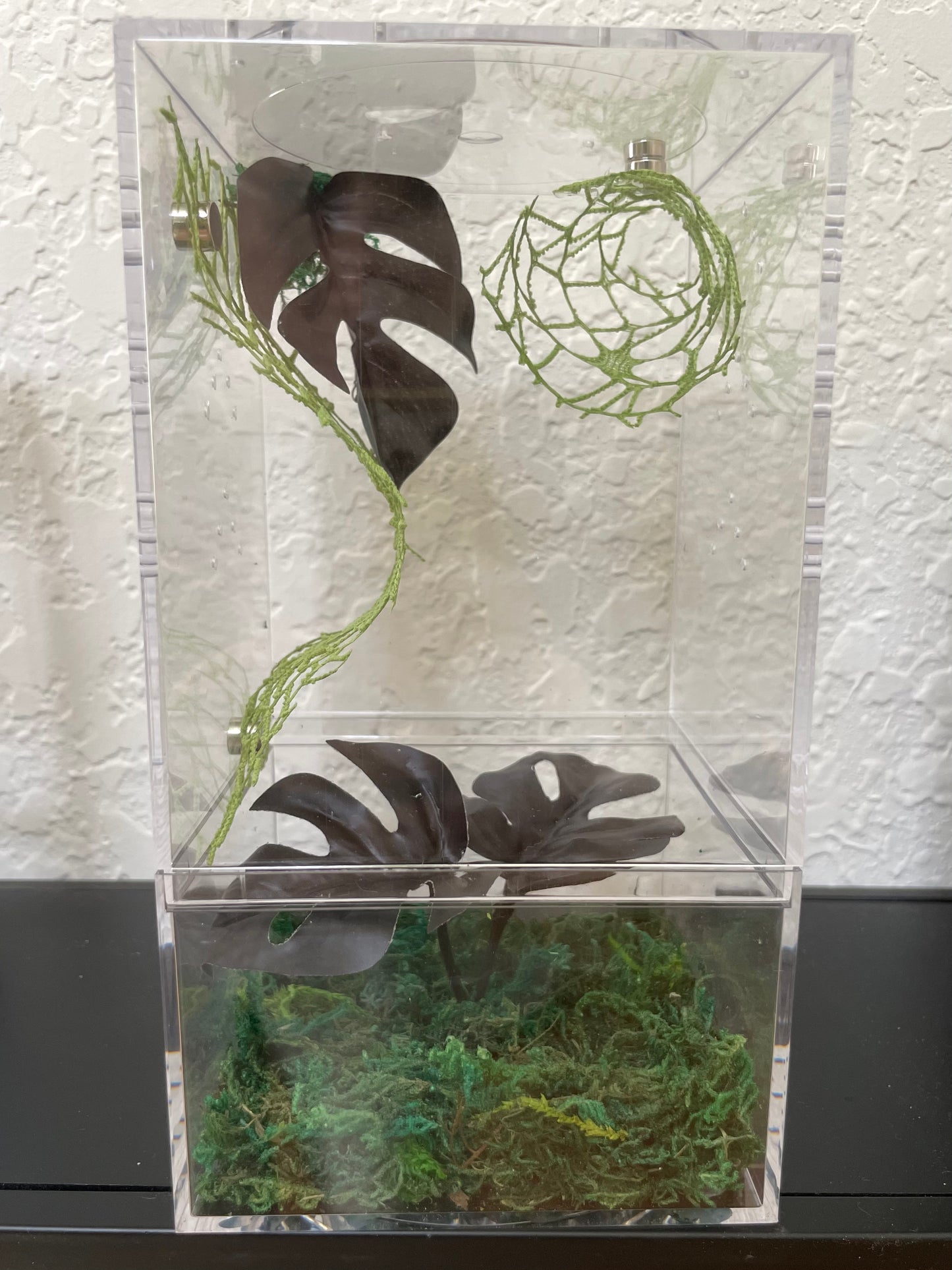 Spider Enclosure with Green Web-lace and Black Monstera Leaves